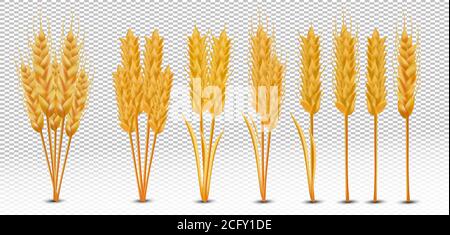 Weizenohren mit Körnern auf transparentem Hintergrund. Gelbe ganze Stiele Weizen, Bio-Produkt, Landwirtschaft. Stellen Sie realistische Weizenohren ein. Vektorgrafik Stock Vektor