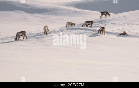 Wilde Rentiere auf der Suche nach Nahrung durch den tiefen Schnee hinein Island Stockfoto