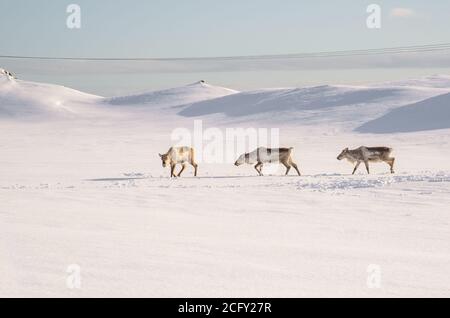 Wilde Rentiere auf der Suche nach Nahrung durch den tiefen Schnee hinein Island Stockfoto