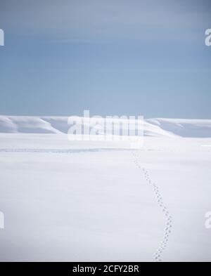 Schritte entlang eines unendlichen Schneefeldes Stockfoto