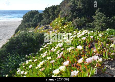 Strand am Atlantik in Portugal. Frühlingseispflanze blüht auf Dünen. Stockfoto
