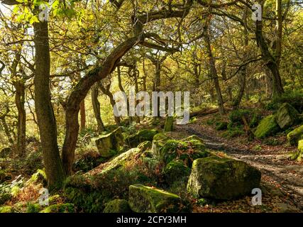 Moos bedeckte Felsen und Märchenbäume in diesem bewaldeten Peak District Tal. Stockfoto