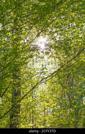 Europa, Luxemburg, Sonnenlicht scheint durch Buchen in der Nähe von Lac Sure Stockfoto