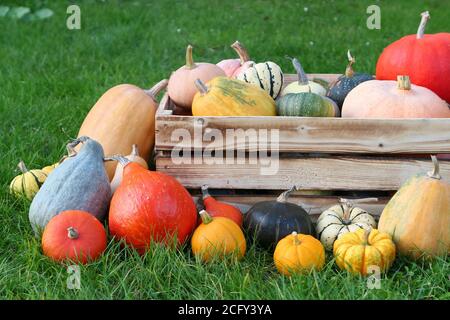 Bunte Herbst Kürbisse Ernte in Holzkiste. Stockfoto