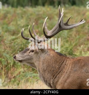 Nahaufnahme eines großen Rothirschhirsches, der seine zeigt Geschärftes Geweih während der Herbstbrunstzeit Stockfoto