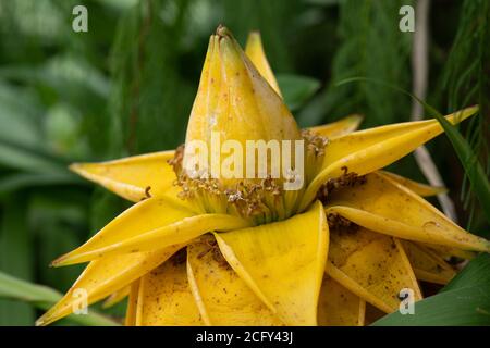 Nahaufnahme der Musella lasiocarpa Pflanze allgemein bekannt als die goldene Lotusbananenpflanze Stockfoto