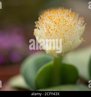 Haemanthus albiflos, eine blühende Pflanze aus der Familie der Amaryllidaceae und heimisch in Südafrika Stockfoto