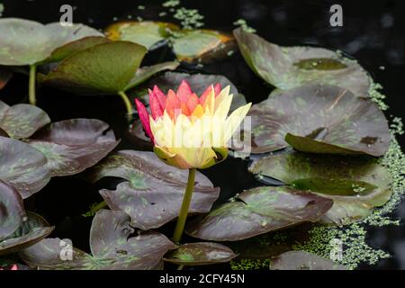 Interessante rote und gelbe Blütenblätter der Seerose umgeben Mit Seerosenpads Stockfoto
