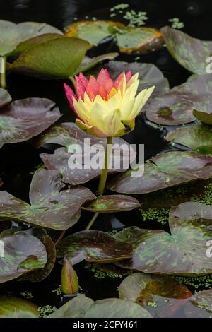 Interessante rote und gelbe Blütenblätter der Seerose umgeben Mit Seerosenpads Stockfoto
