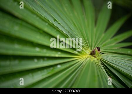 Nahaufnahme der livistona, australis-Pflanze, die gemeinhin als österreichische Kohlpflanze bekannt ist Stockfoto