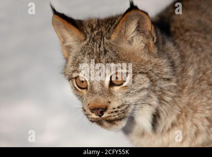 Canada Lynx Kätzchen (Lynx canadensis) im Winterschnee in Montana, USA Stockfoto