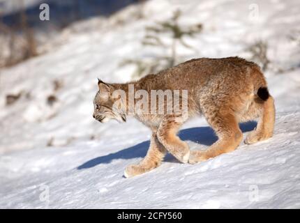 Canada Lynx Kätzchen (Lynx canadensis) im Winterschnee in Montana, USA Stockfoto
