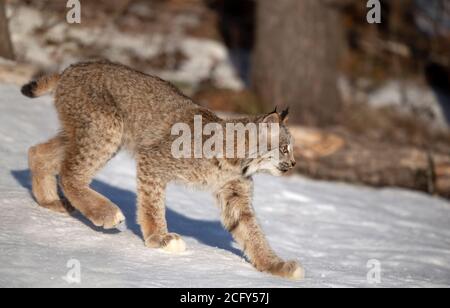 Canada Lynx Kätzchen (Lynx canadensis) im Winterschnee in Montana, USA Stockfoto