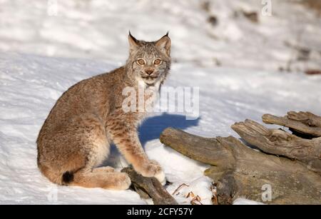 Kanada Lynx Kätzchen (Lynx canadensis) im Winterschnee in Montana, USA Stockfoto