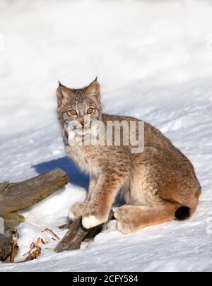 Kanada Lynx Kätzchen (Lynx canadensis) im Winterschnee in Montana, USA Stockfoto