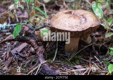 Der unessbare Bitterpilz Tylopilus feleus Stockfoto