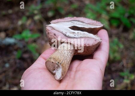 Der unessbare Bitterpilz Tylopilus feleus Stockfoto