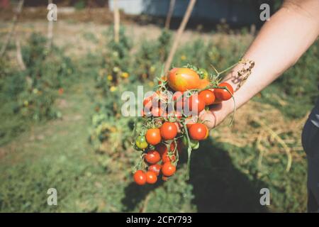 Tomaten ernten auf Bauernhände. Bio-Lebensmittel Stockfoto