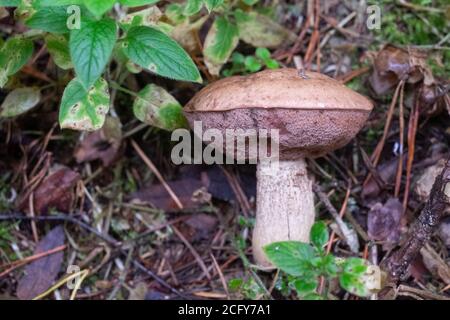 Der unessbare Bitterpilz Tylopilus feleus Stockfoto