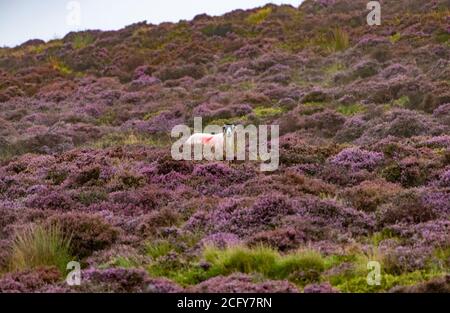 Lancaster, Lancashire, Großbritannien. September 2020. Ein trüber, nebliger und regnerischer Tag, an dem die Farben der blühenden Heide in Harrisend Fell nahe Lancaster, Lancashire, zum Vorleuchten kommen. Kredit: John Eveson/Alamy Live Nachrichten Stockfoto