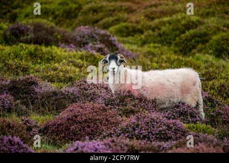 Lancaster, Lancashire, Großbritannien. September 2020. Ein trüber, nebliger und regnerischer Tag, an dem die Farben der blühenden Heide in Harrisend Fell nahe Lancaster, Lancashire, zum Vorleuchten kommen. Kredit: John Eveson/Alamy Live Nachrichten Stockfoto