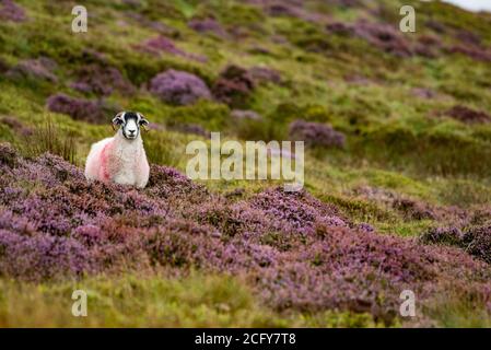 Lancaster, Lancashire, Großbritannien. September 2020. Ein trüber, nebliger und regnerischer Tag, an dem die Farben der blühenden Heide in Harrisend Fell nahe Lancaster, Lancashire, zum Vorleuchten kommen. Kredit: John Eveson/Alamy Live Nachrichten Stockfoto