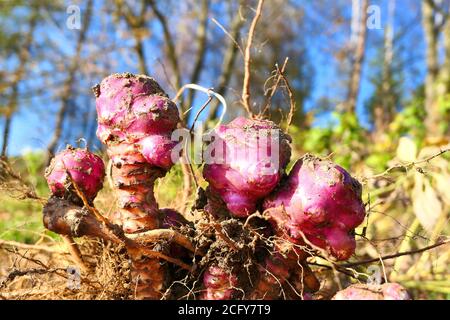 Jerusalem Artischocken Wurzel Glühbirnen aus der Nähe. Herbst Bio-Gemüsegarten. Stockfoto