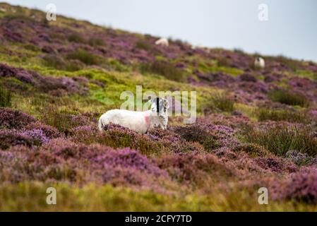 Lancaster, Lancashire, Großbritannien. September 2020. Ein trüber, nebliger und regnerischer Tag, an dem die Farben der blühenden Heide in Harrisend Fell nahe Lancaster, Lancashire, zum Vorleuchten kommen. Kredit: John Eveson/Alamy Live Nachrichten Stockfoto