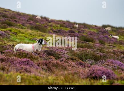 Lancaster, Lancashire, Großbritannien. September 2020. Ein trüber, nebliger und regnerischer Tag, an dem die Farben der blühenden Heide in Harrisend Fell nahe Lancaster, Lancashire, zum Vorleuchten kommen. Kredit: John Eveson/Alamy Live Nachrichten Stockfoto