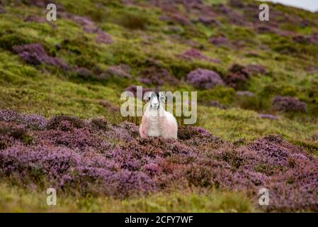 Lancaster, Lancashire, Großbritannien. September 2020. Ein trüber, nebliger und regnerischer Tag, an dem die Farben der blühenden Heide in Harrisend Fell nahe Lancaster, Lancashire, zum Vorleuchten kommen. Kredit: John Eveson/Alamy Live Nachrichten Stockfoto