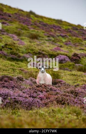 Lancaster, Lancashire, Großbritannien. September 2020. Ein trüber, nebliger und regnerischer Tag, an dem die Farben der blühenden Heide in Harrisend Fell nahe Lancaster, Lancashire, zum Vorleuchten kommen. Kredit: John Eveson/Alamy Live Nachrichten Stockfoto