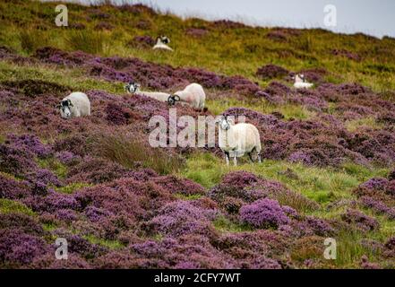 Lancaster, Lancashire, Großbritannien. September 2020. Ein trüber, nebliger und regnerischer Tag, an dem die Farben der blühenden Heide in Harrisend Fell nahe Lancaster, Lancashire, zum Vorleuchten kommen. Kredit: John Eveson/Alamy Live Nachrichten Stockfoto