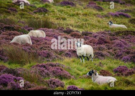 Lancaster, Lancashire, Großbritannien. September 2020. Ein trüber, nebliger und regnerischer Tag, an dem die Farben der blühenden Heide in Harrisend Fell nahe Lancaster, Lancashire, zum Vorleuchten kommen. Kredit: John Eveson/Alamy Live Nachrichten Stockfoto