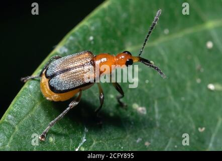 Makro-Fotografie von Orange Weevil auf Green Leaf Stockfoto