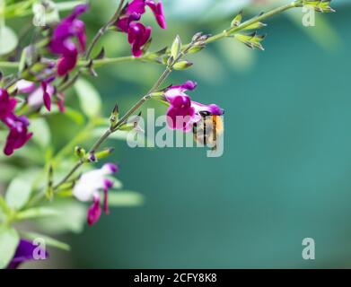 Eine Kardahummel (Bombus pascuorum) Fütterung einer Salvia-Blume 'Amethyst Lips' (Dyspurp) Stockfoto