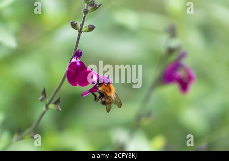 Eine Kardahummel (Bombus pascuorum) Fütterung einer Salvia-Blume 'Amethyst Lips' (Dyspurp) Stockfoto