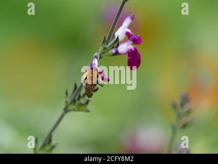 Eine Kardahummel (Bombus pascuorum) Fütterung einer Salvia-Blume 'Amethyst Lips' (Dyspurp) Stockfoto