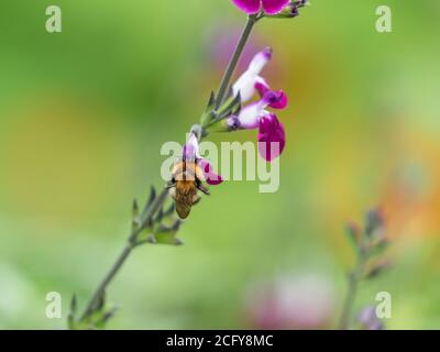 Eine Kardahummel (Bombus pascuorum) Fütterung einer Salvia-Blume 'Amethyst Lips' (Dyspurp) Stockfoto