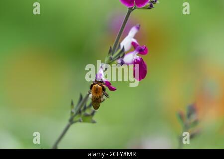Eine Kardahummel (Bombus pascuorum) Fütterung einer Salvia-Blume 'Amethyst Lips' (Dyspurp) Stockfoto