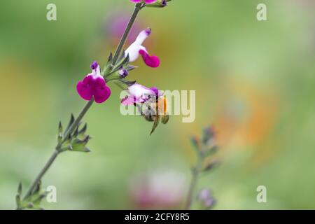 Eine Kardahummel (Bombus pascuorum) Fütterung einer Salvia-Blume 'Amethyst Lips' (Dyspurp) Stockfoto