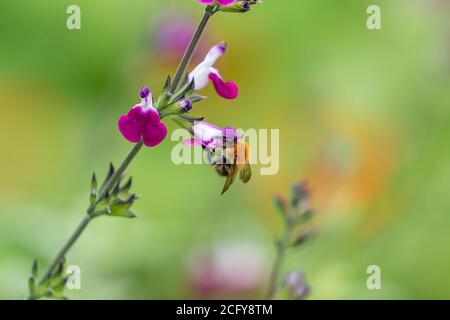 Eine Kardahummel (Bombus pascuorum) Fütterung einer Salvia-Blume 'Amethyst Lips' (Dyspurp) Stockfoto
