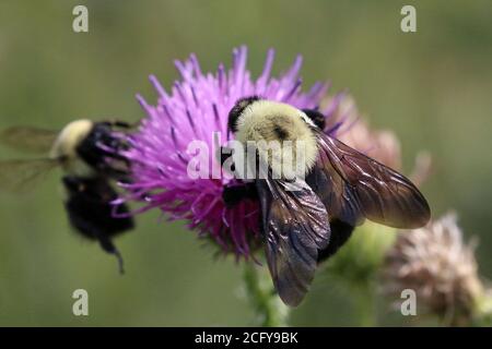 Hummel auf Distel lila Blume oder lose Streit Stockfoto