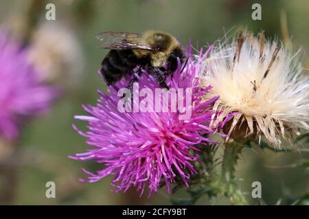 Hummel auf Distel lila Blume oder lose Streit Stockfoto
