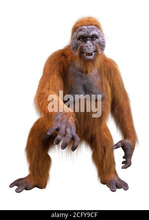 3D-Rendering eines Orang-Utan-Affen auf weißem Hintergrund isoliert Stockfoto