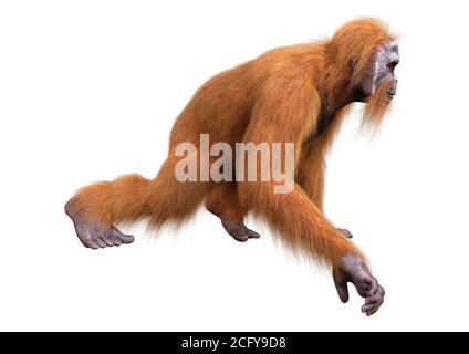 3D-Rendering eines Orang-Utan-Affen auf weißem Hintergrund isoliert Stockfoto