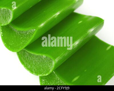 Aloe Vera Nahaufnahme, isoliert auf Weiß Stockfoto