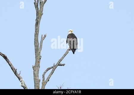 Bald Adler in freier Wildbahn Stockfoto