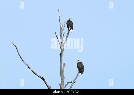 Bald Adler in freier Wildbahn Stockfoto