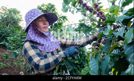 Porträt von Frauen Bauer pflücken Kaffeebohne im Kaffee Anlage Stockfoto