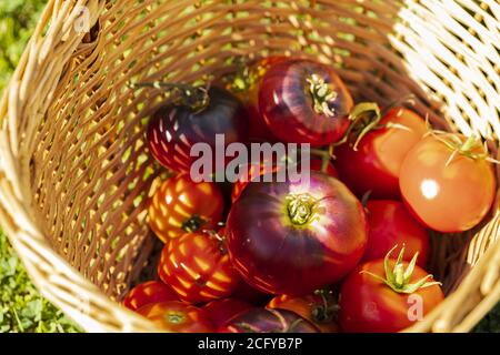 Blick auf reife rote Tomaten in Weidenkorb auf grünem Gras Hintergrund. Bio-Gemüse-Konzept. Stockfoto